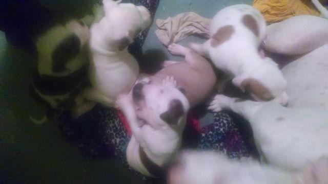 Pure breed pitbulls for sale