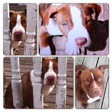 Pure breed short REDNOSE BULLY For SALE!!!
