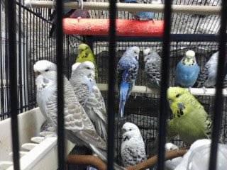 PURE ENGLISH BUDGIES $20.00 EACH GOING OUT BUSINESS SALE