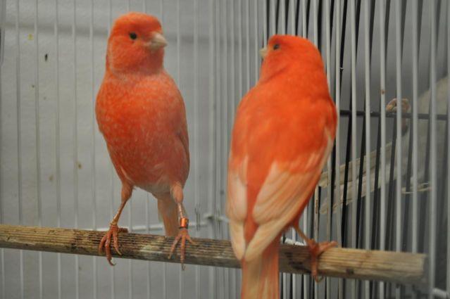 pure red canaries