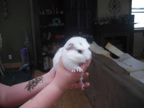 pure white baby guinea pig