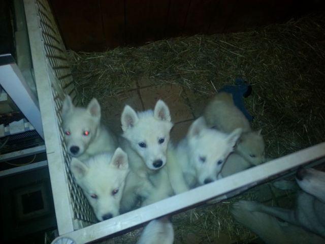 Pure white Siberian husky pups READY NOW