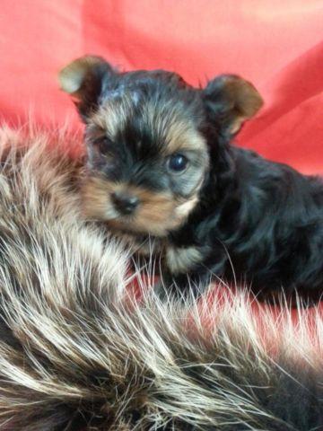 Purebred AKC Teacup Yorkshire Terrier Yorkie Puppy