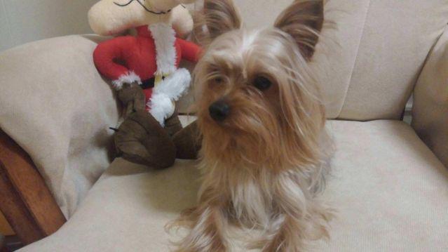 Purebred AKC Yorkshire Terrier Yorkie male