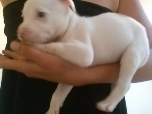 Purebred Blue nose pit bull puppies