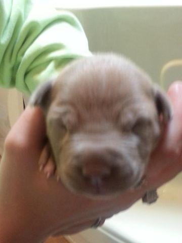 Purebred Blue Nose Pitbull Puppies are Born!!!!!
