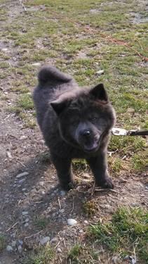 Purebred Chow Chow Puppies - 10 Weeks Old