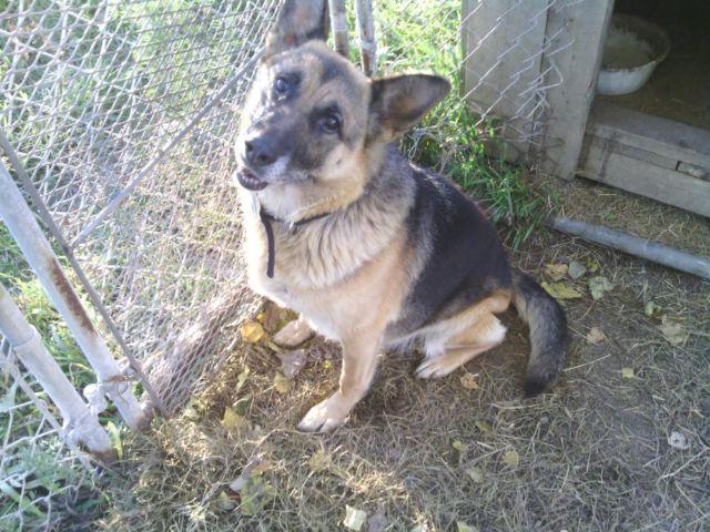 Purebred German Shepeherd - GOOD HOME ONLY