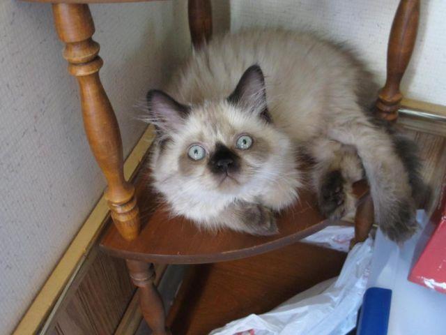 Purebred Himalayan cat [No papers] -1 year old