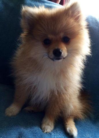 Purebred Male Pomeranian Puppy! - 15 Weeks Old