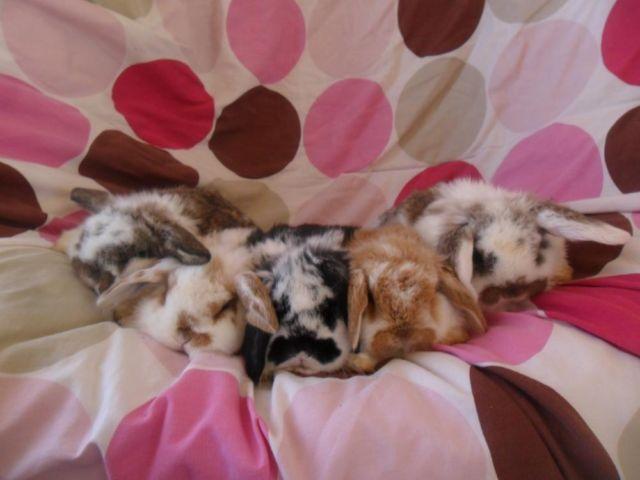 Purebred Mini Lop Bunnies