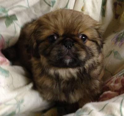 Purebred Pekingese Puppies Males No Papers