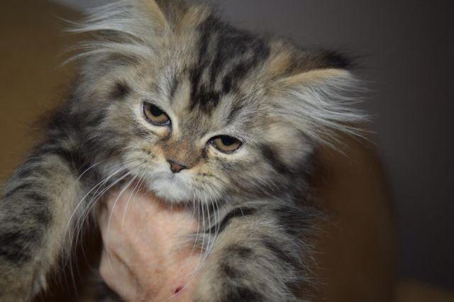 Purebred Persian Female Kittens
