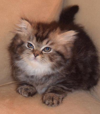Purebred Persian Kittens