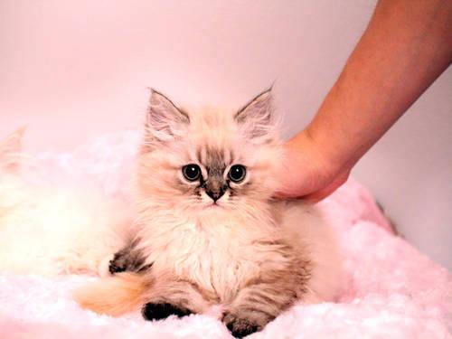 Purebred Persian Kittens For Adoption