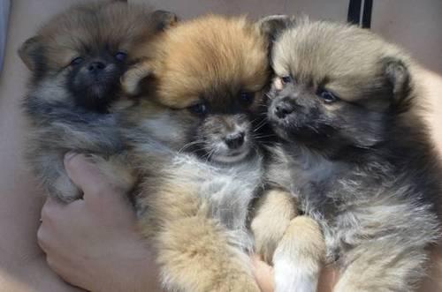 Purebred Pomeranian Puppies For Sale - 8 weeks old