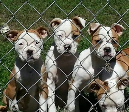 Purebred Registered American Bulldog Puppies.....Adorable
