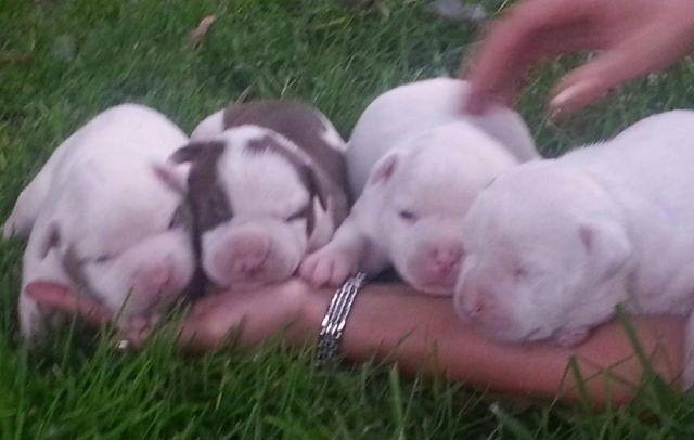 Purebred Registered American Bulldogs...Adorable Puppies For Sale
