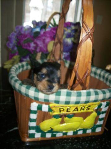 Purebred Teacup Yorkie Yorkshire Terrier Puppy M