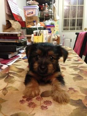 Purebred Toy Yorkies Puppies