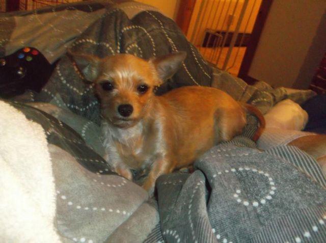 Purebred Yorkie Male 1 yr. old Buster