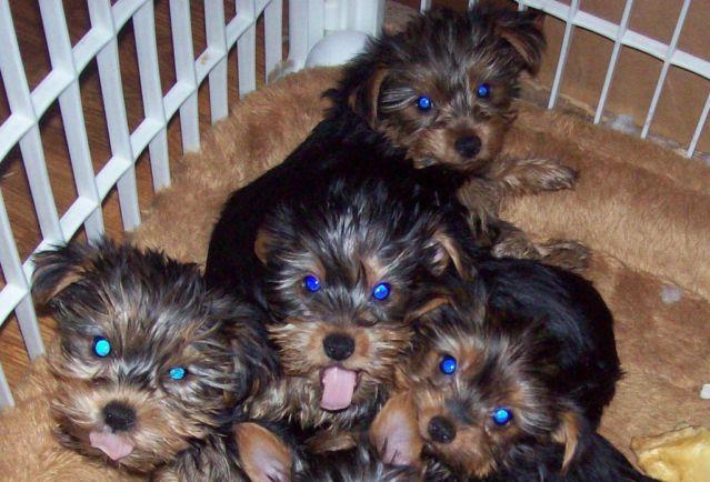Purebred Yorkie Puppies