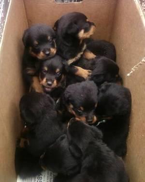 Purebred young Male Rottweiler Puppies for sale