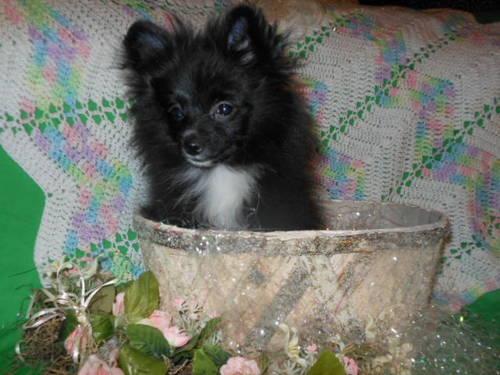 Put Me In A Easter Basket! (Pomeranian)