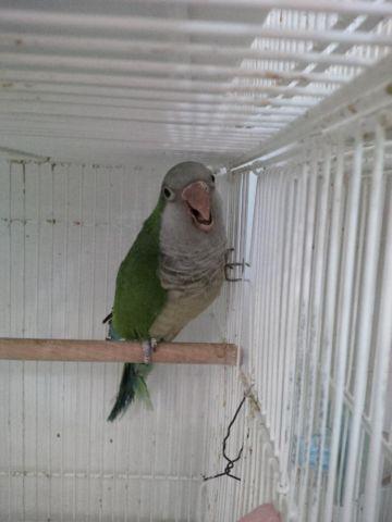 Quaker pair proven Green color reduced to $200