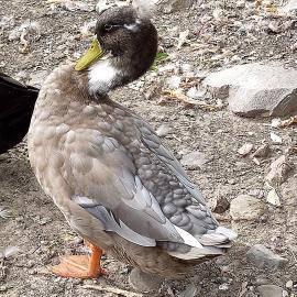 Quaker Parakeet - Ricky And Ducky - Medium - Adult - Bird