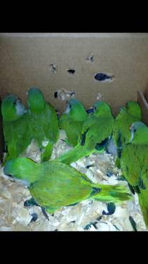 quaker parrot babies