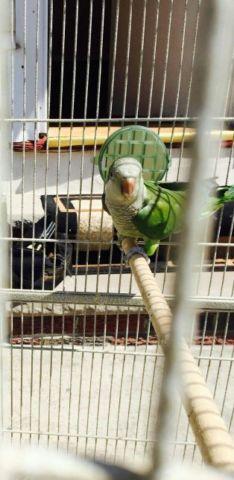 Quaker parrots (pr)