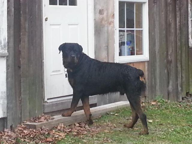 Quality AKC German Rottweiler Puppies