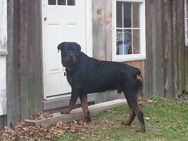 Quality AKC German Rottwieler Puppies