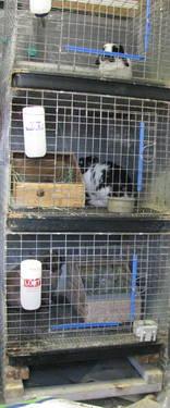 Rabbit hutches and stacking breeding units available