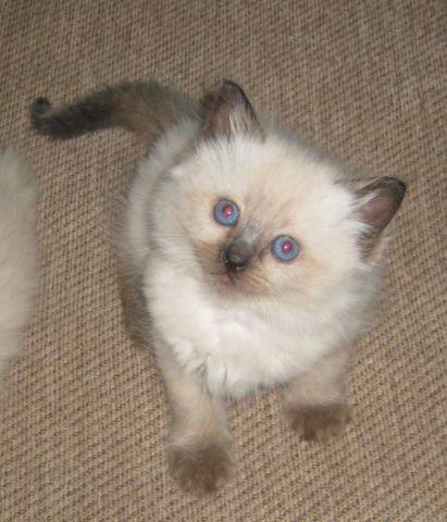 Ragdoll Kittens TICA Registered-only one male and one female left