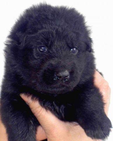 Rare All Black Long Coated GSD Puppies Available Soon!