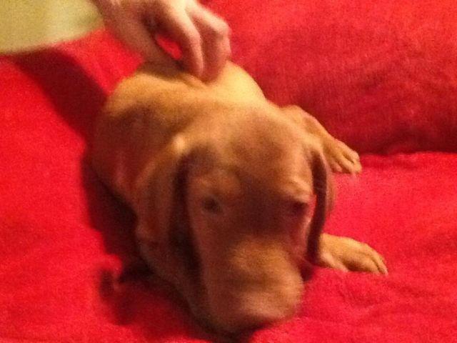 Rare Red lab puppies (not AKC) D.O.B 12/27/14