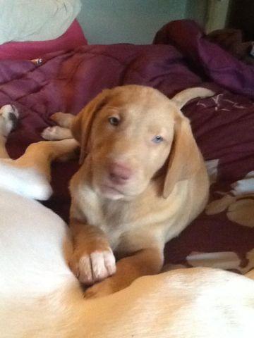 Rare Red lab puppies (only two left)