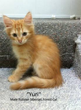 Rare Red Russian Siberian Forest Cats - Hypo-Allergenic