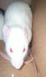 Rat - Maisy - Small - Baby - Female - Small & Furry