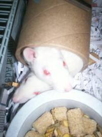 Rat - Misha - Small - Baby - Female - Small & Furry