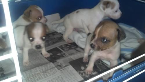 Rat Terrier / Chihuahua Puppies