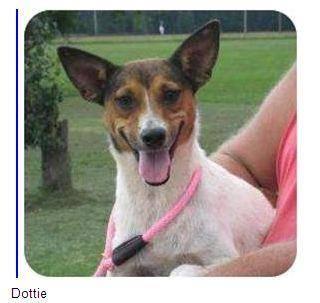 Rat Terrier - Dottie - Small - Adult - Female - Dog
