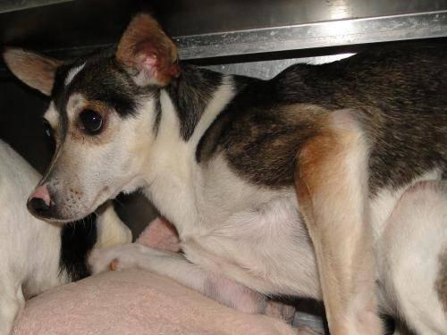 Rat Terrier - Neville - Small - Young - Male - Dog