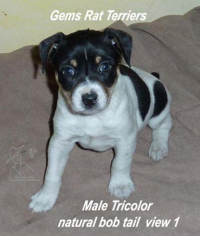 Rat Terrier puppy black & white tricolor