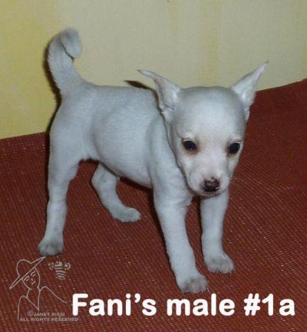 Rat terrier puppy white and tan