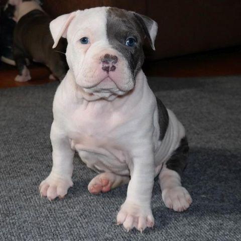 razor edge gotti pitbull puppy - 9 weeks old