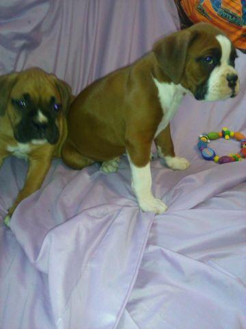 READY! Boxer Puppies from my own registered female and male.