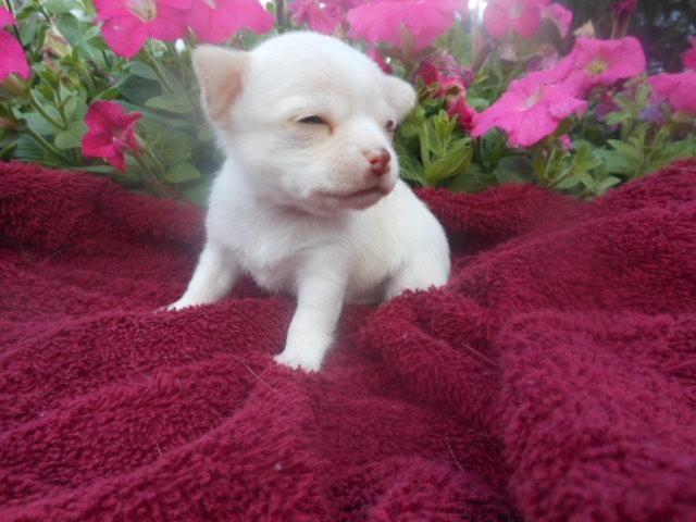 READY JUNE 22nd. APPLE HEAD WHITE CHIHUAHUA'S!
